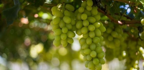 Fevereiro inicia com a colheita da Uva, em Pelotas - CenárioMT