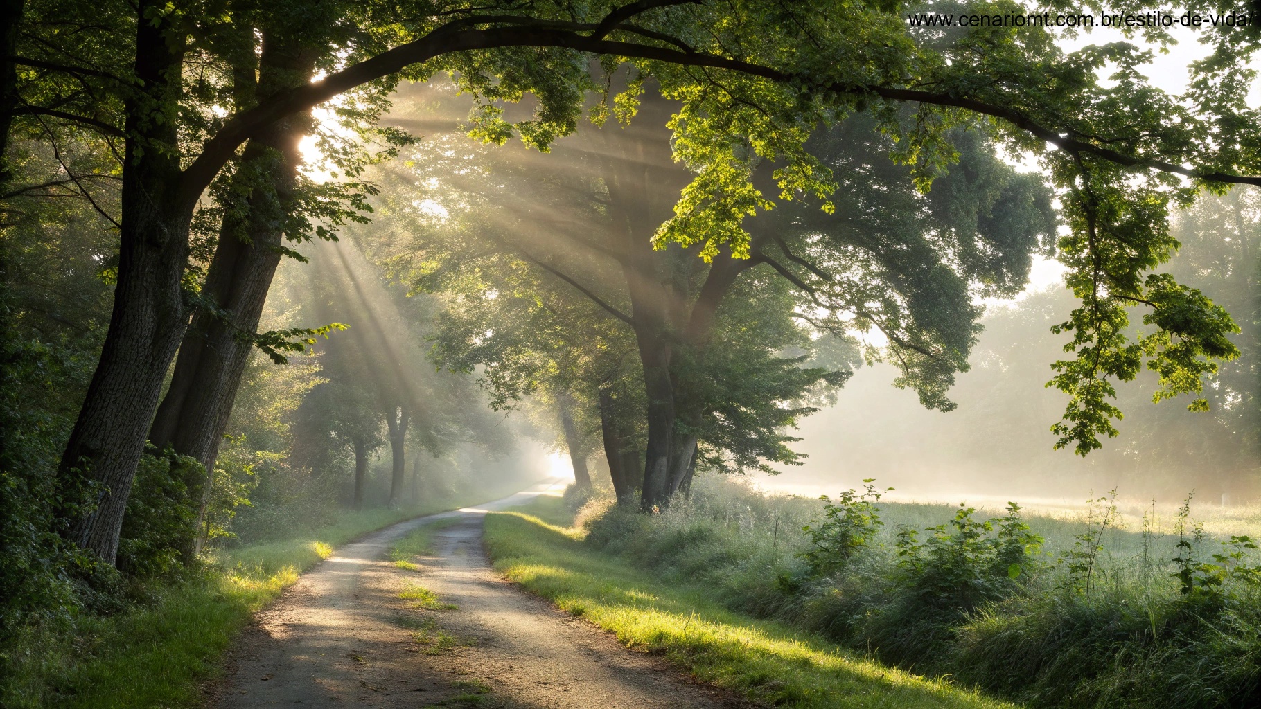 Cena serena de manhã com luz do sol atravessando árvores, simbolizando graça divina e esperança