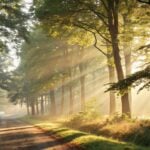 imagem de uma manhã serena com raios de sol iluminando uma floresta, simbolizando esperança e bênçãos