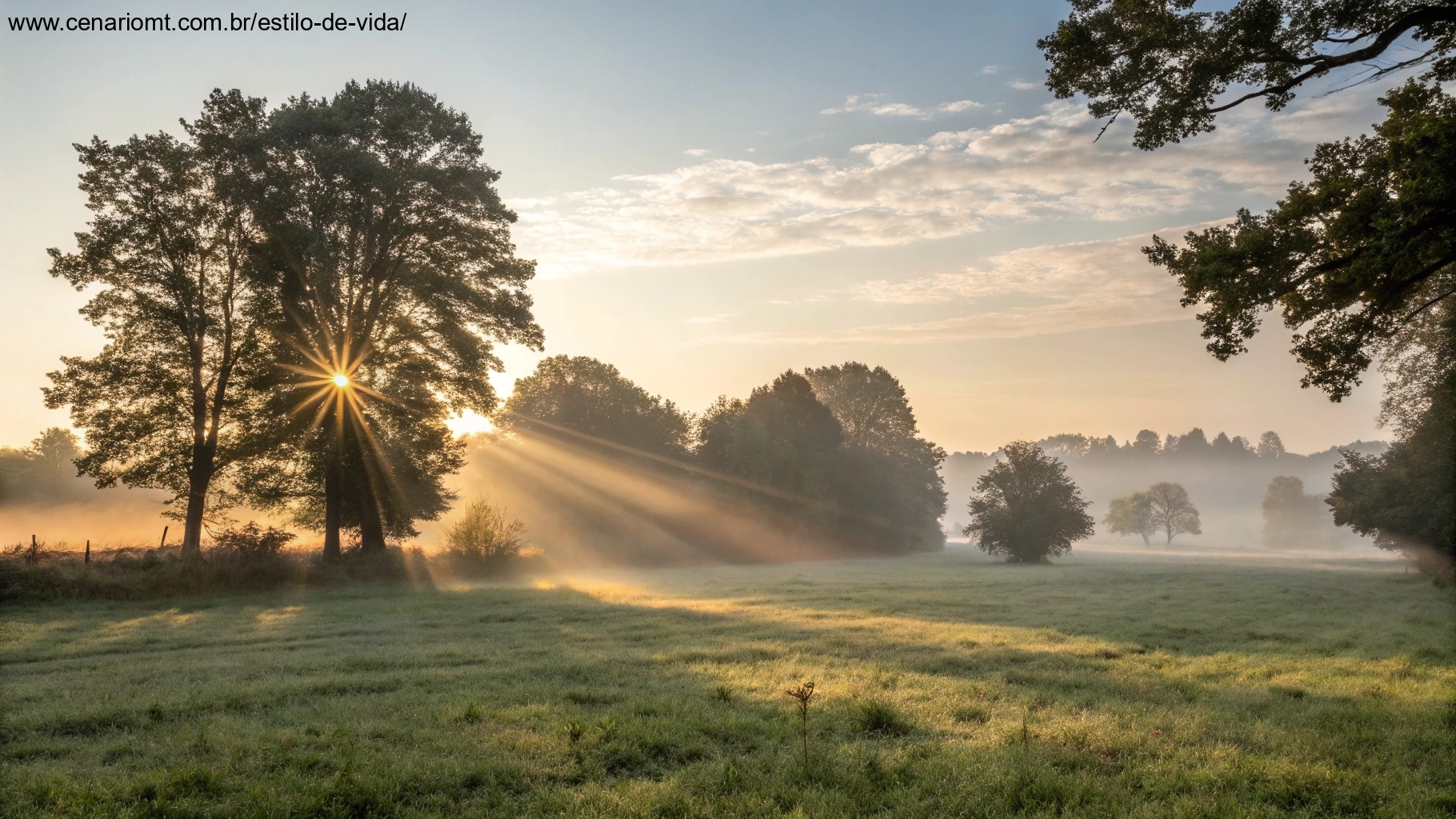 Imagem de um amanhecer tranquilo de domingo com raios de sol atravessando árvores em um campo sereno
