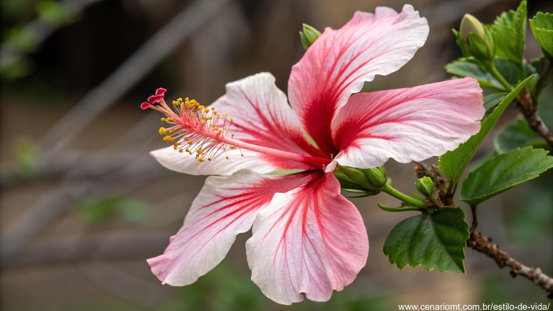 Uma flor de hibisco bonita, mostrando suas pétalas rosa e vermelhas, simbolizando beleza e resiliência.