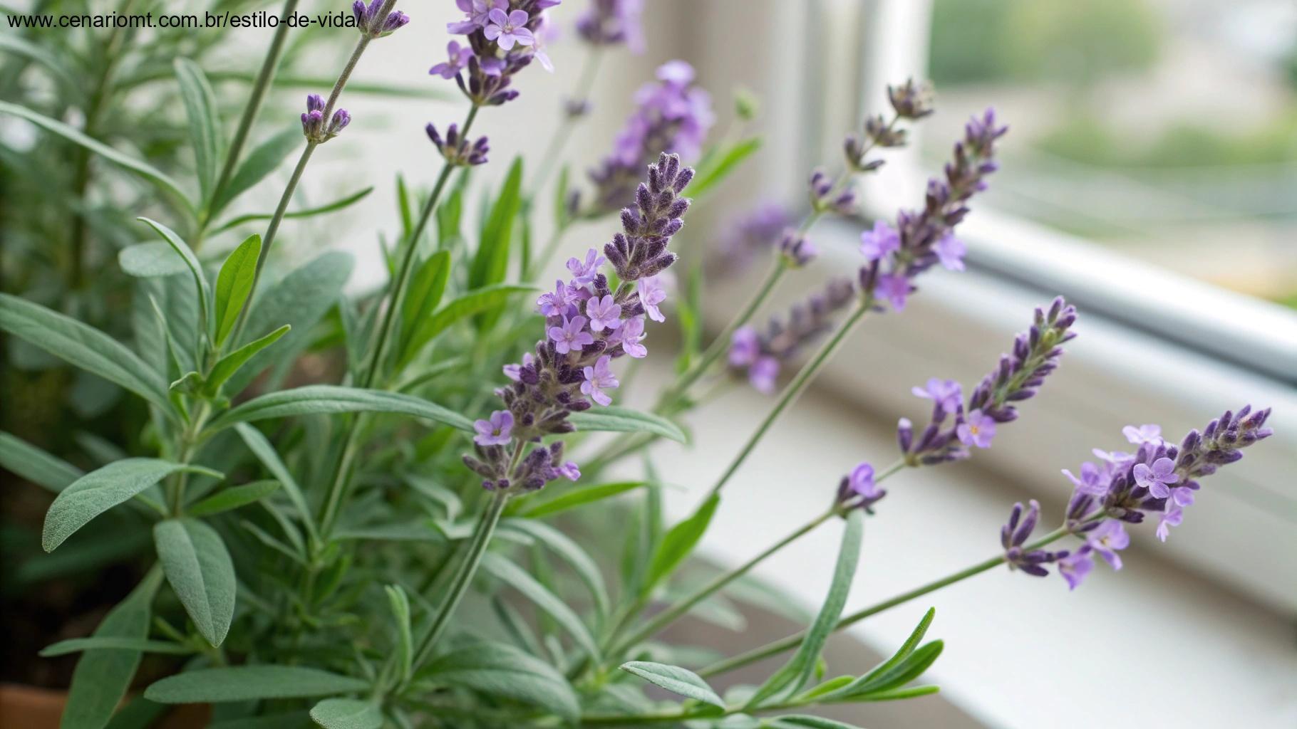 close-up de uma planta de lavanda em flor, com flores roxas suaves e folhas verdes em um ambiente interno tranquilo