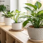 diversas plantas de interior em vasos, com destaque para uma planta saudável sendo cuidada em um ambiente bem iluminado