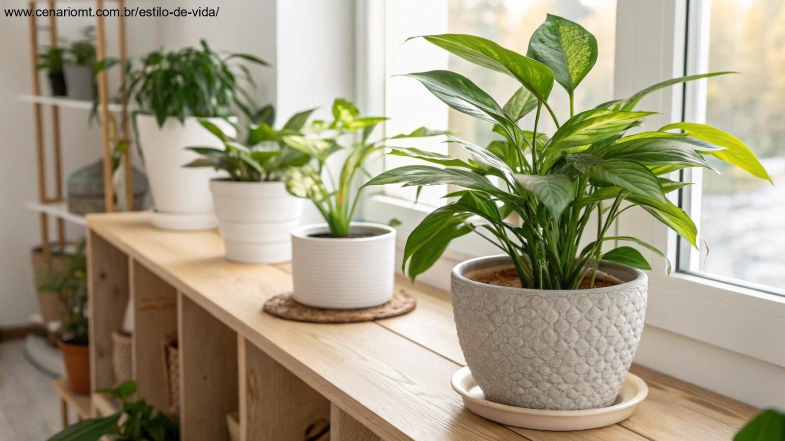 diversas plantas de interior em vasos, com destaque para uma planta saudável sendo cuidada em um ambiente bem iluminado