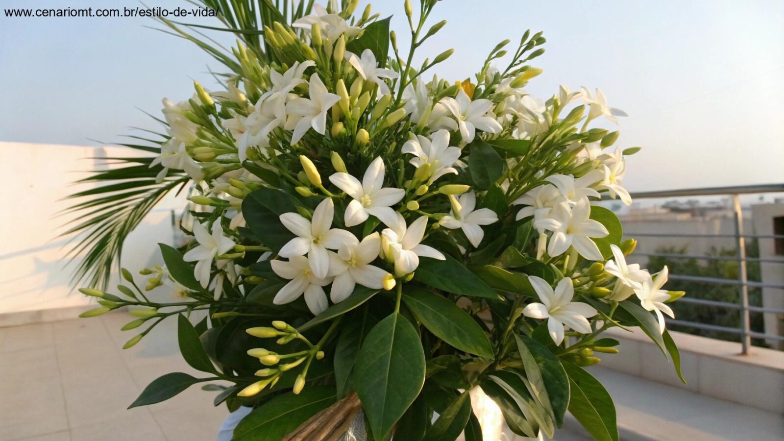 Bouquet de flores de jasmim em um ambiente natural.