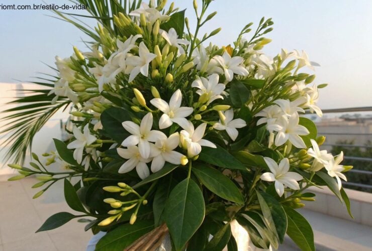 Bouquet de flores de jasmim em um ambiente natural.