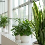 Ambiente de escritório com plantas verdes de baixa manutenção, como espada-de-são-jorge, pothos e aloe vera