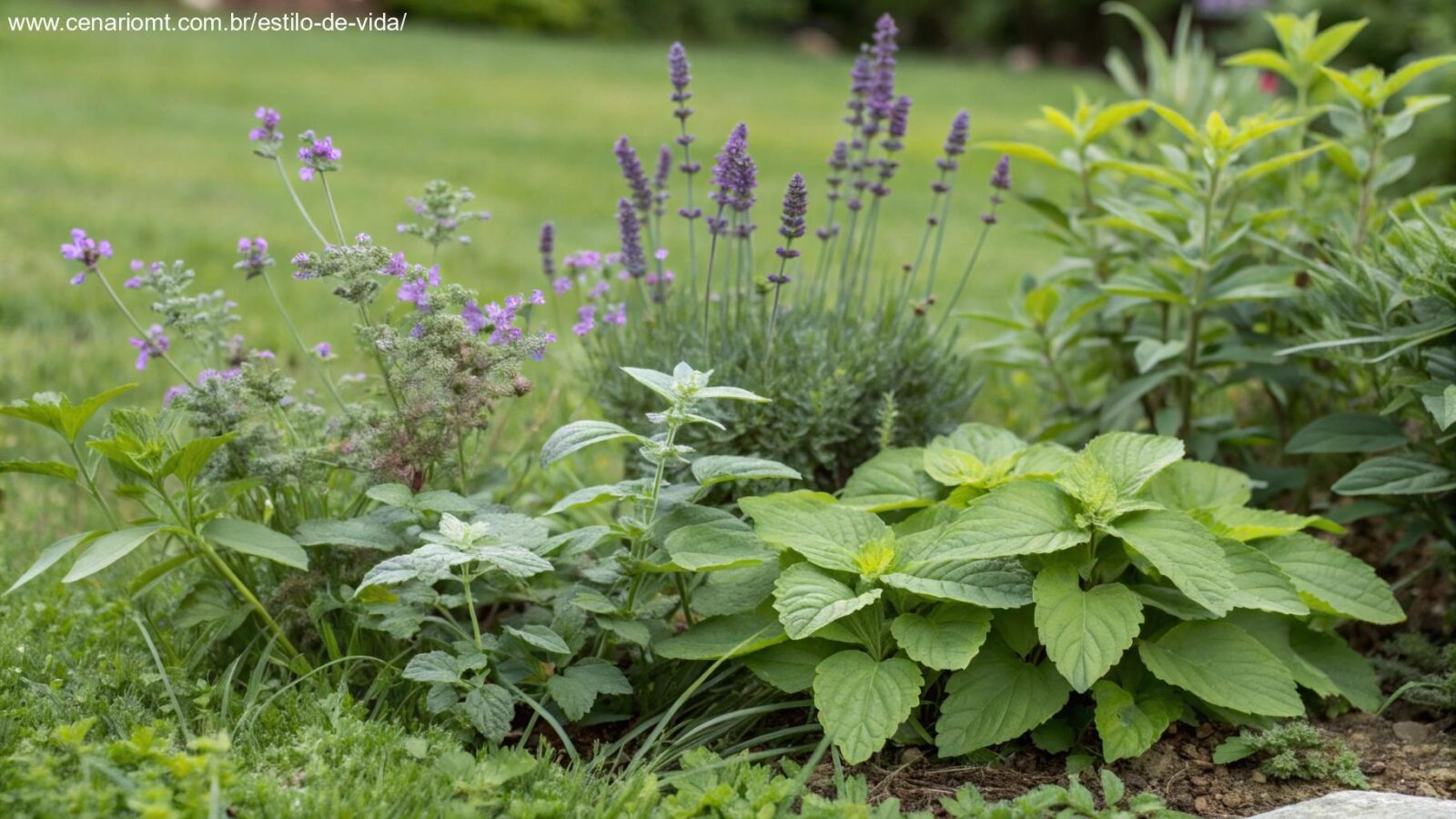 Uma coleção de 10 plantas diferentes em um jardim natural, incluindo citronela, lavanda, manjericão e eucalipto, com foco nas folhas e flores. As plantas estão dispostas para mostrar sua beleza e capacidade natural de repelir insetos.