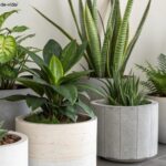 Imagem com uma coleção de 10 plantas resistentes, ideais para quem tem pouco tempo para cuidar.