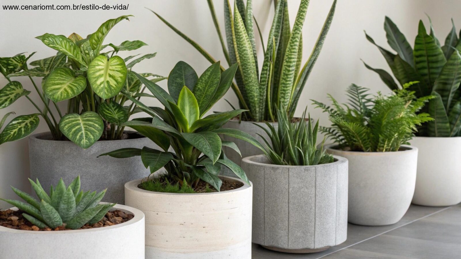 Imagem com uma coleção de 10 plantas resistentes, ideais para quem tem pouco tempo para cuidar.