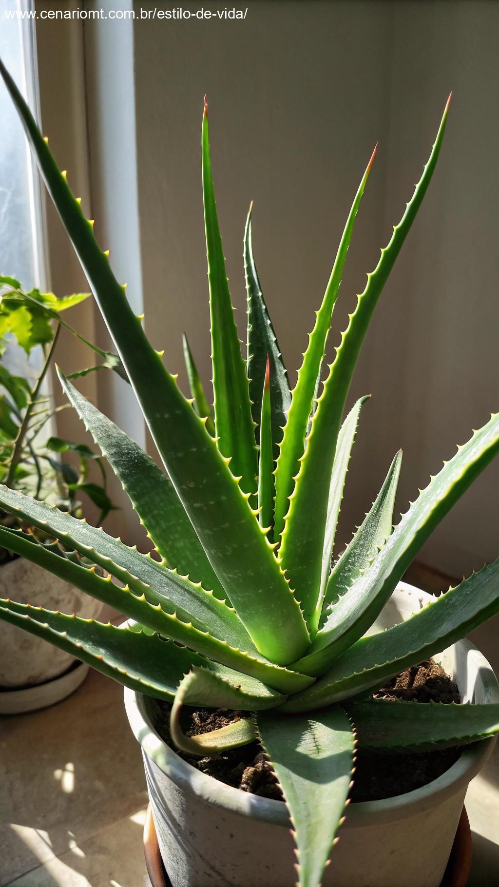 vista aproximada de uma planta de Aloe Vera vibrante com folhas espessas e espinhosas em um vaso branco minimalista