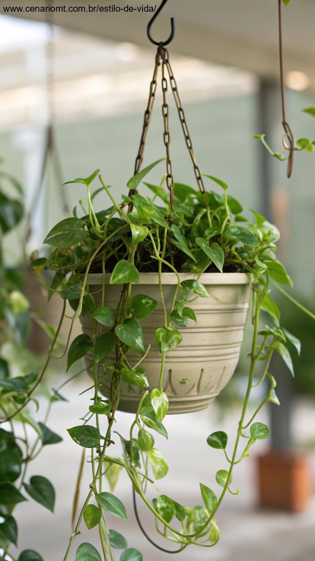Imagem de uma planta Jiboia com folhas em forma de coração pendendo elegantemente.