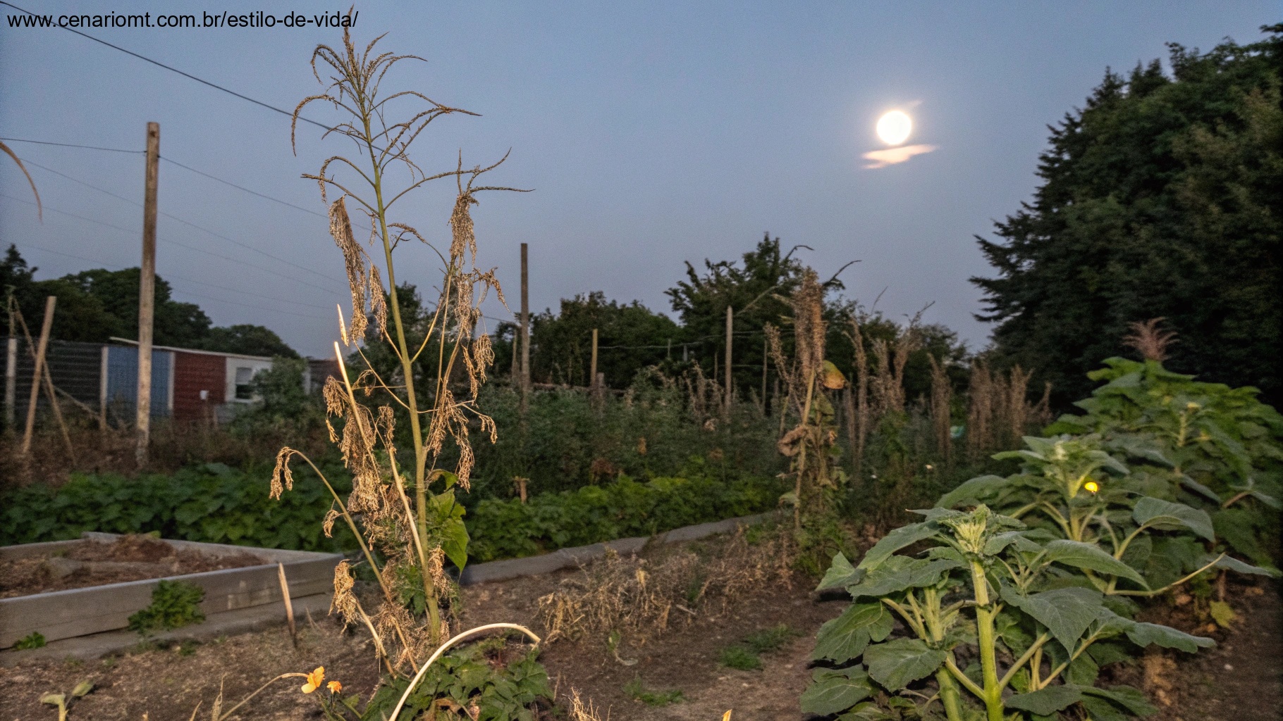 Jardim com plantas murchas sob uma lua minguante, simbolizando a crença de que plantar na lua minguante prejudica o crescimento das plantas