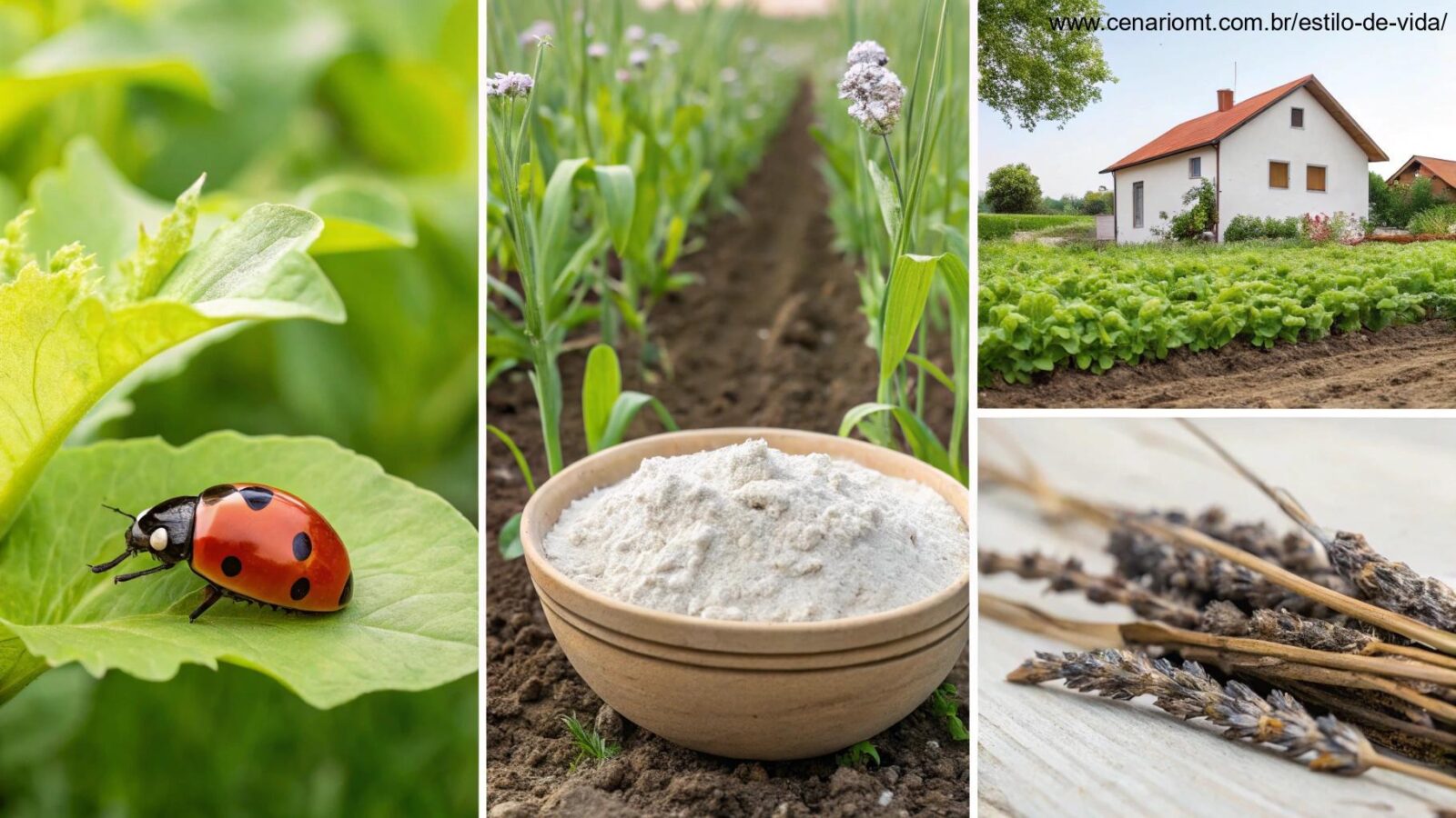 5 formas naturais de afastar pragas do jardim
