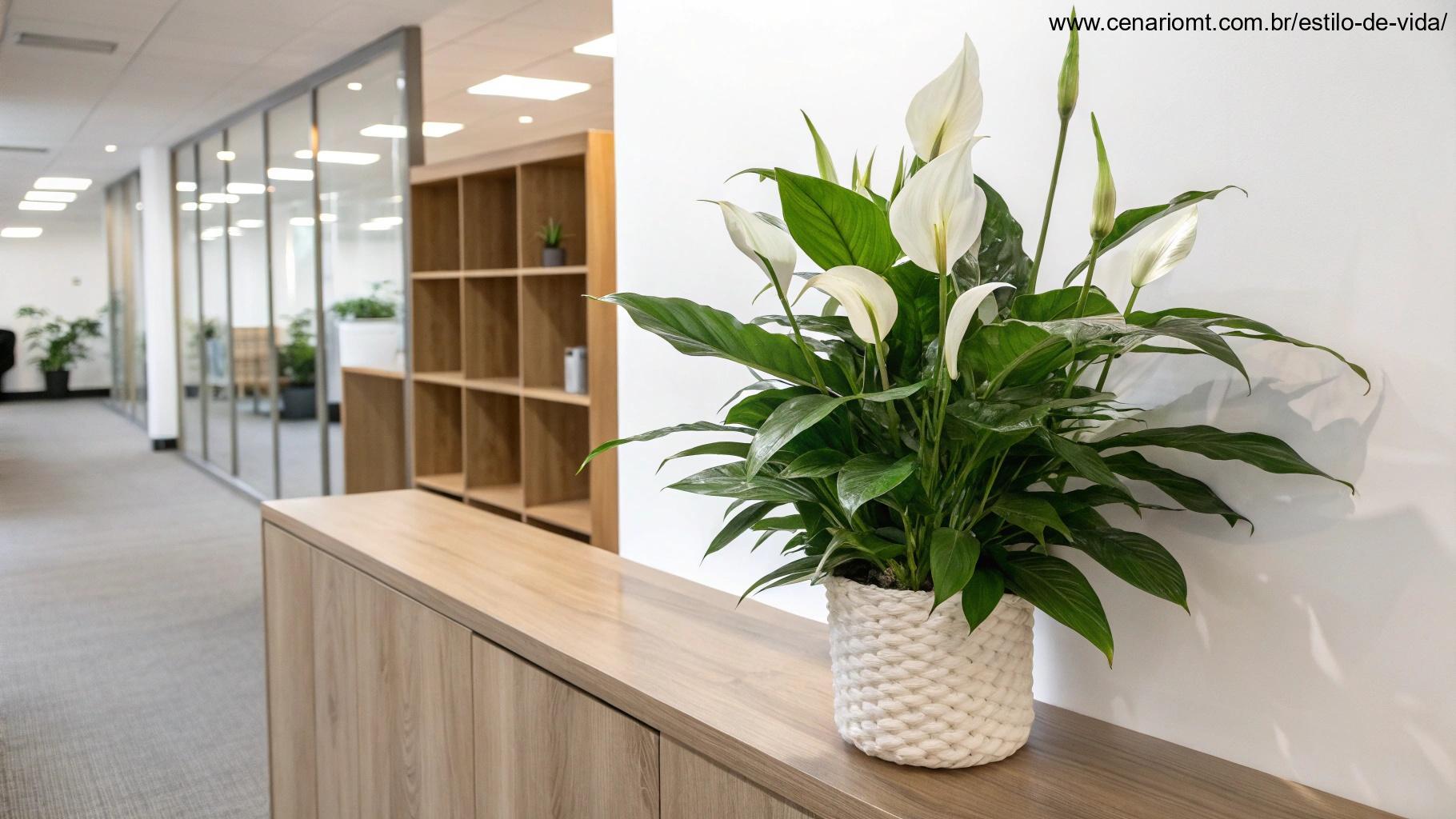 Lírio da Paz com flores brancas elegantes sobre uma prateleira de madeira em um escritório minimalista.
