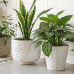 coleção de cinco plantas fáceis de cuidar em um ambiente interno bem iluminado, com texturas e formas de folhas variadas, perfeitas para iniciantes