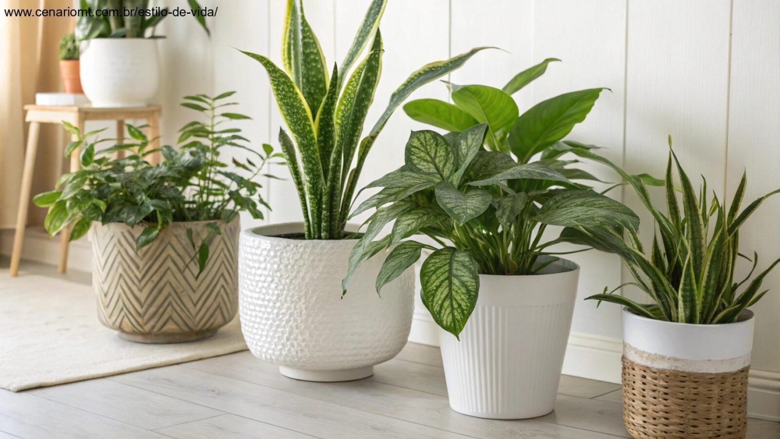 coleção de cinco plantas fáceis de cuidar em um ambiente interno bem iluminado, com texturas e formas de folhas variadas, perfeitas para iniciantes
