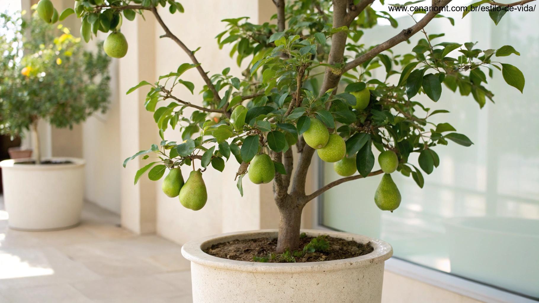 Árvore de pera em vaso com peras pequenas verdes penduradas nos galhos, posicionada em um espaço claro e arejado.