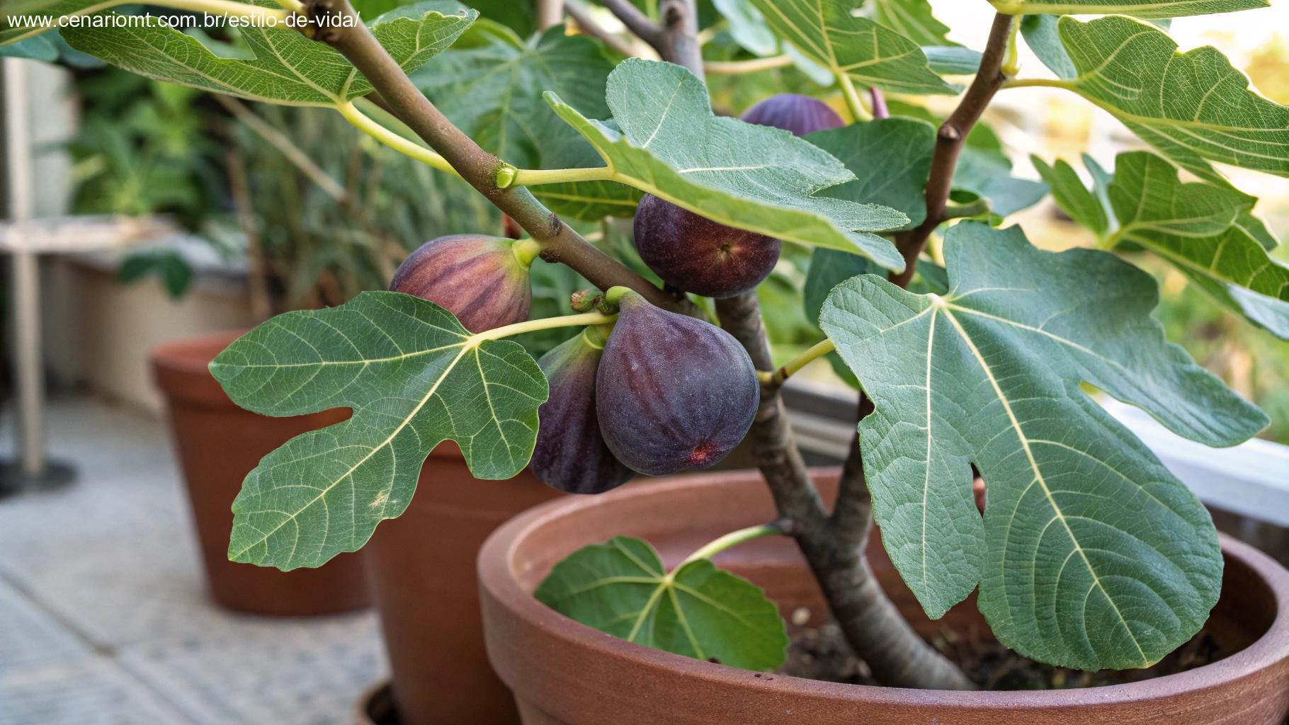 Árvore de figo em vaso com figos roxos maduros pendurados nos galhos, rodeada por grandes folhas verdes.