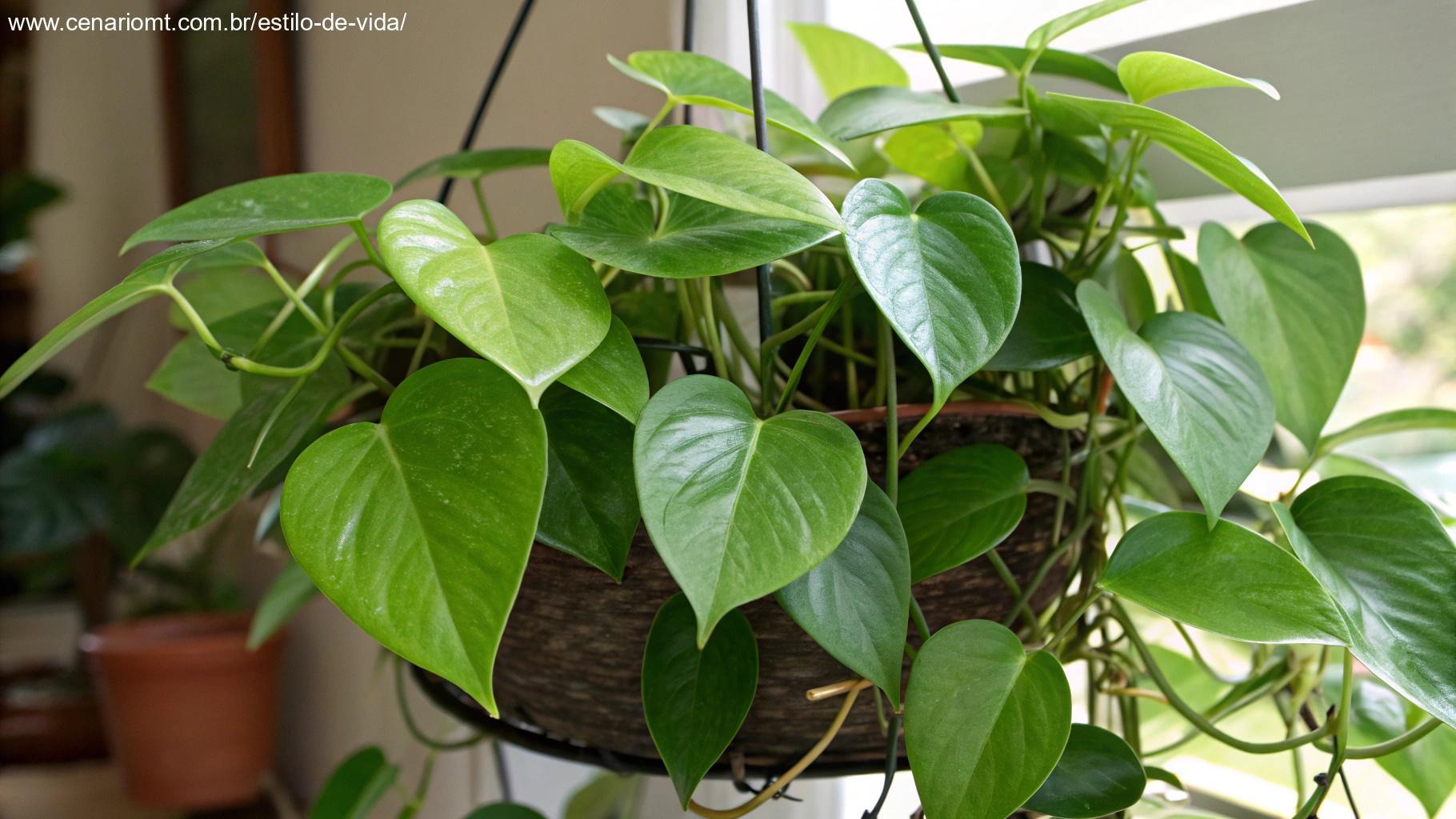 Imagem de uma planta coração-levado com folhas verdes brilhantes e em formato de coração.