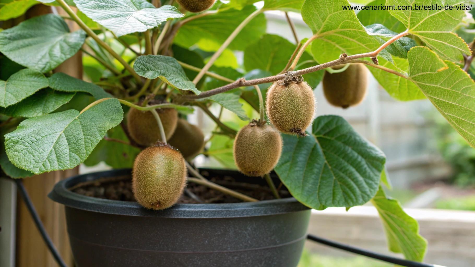 Videira de kiwi crescendo em vaso, com kiwis marrons e peludos pendurados na planta, rodeada por folhas verdes vibrantes.