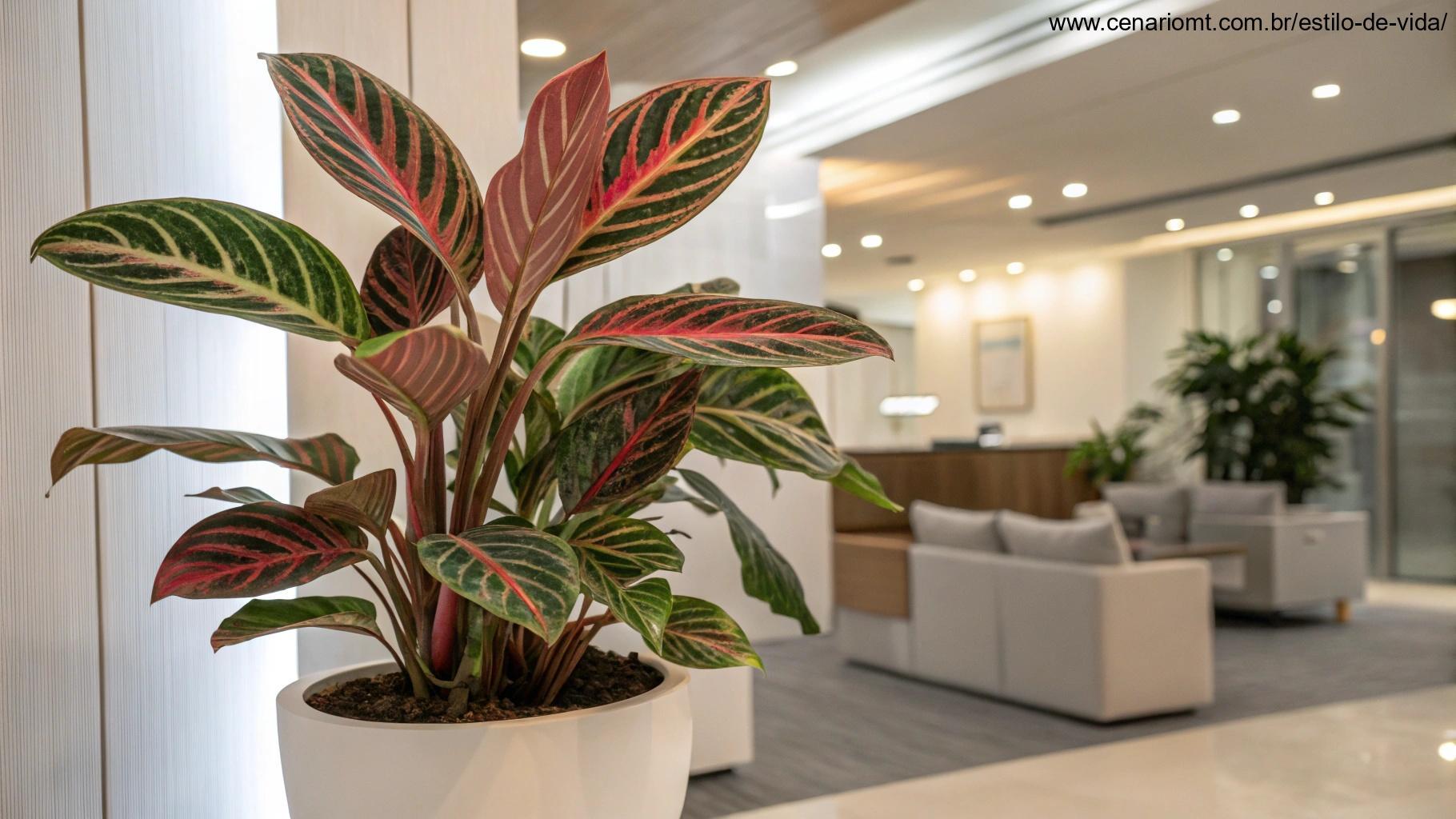 Maranta com folhas padronizadas coloridas em um escritório moderno e bem iluminado.