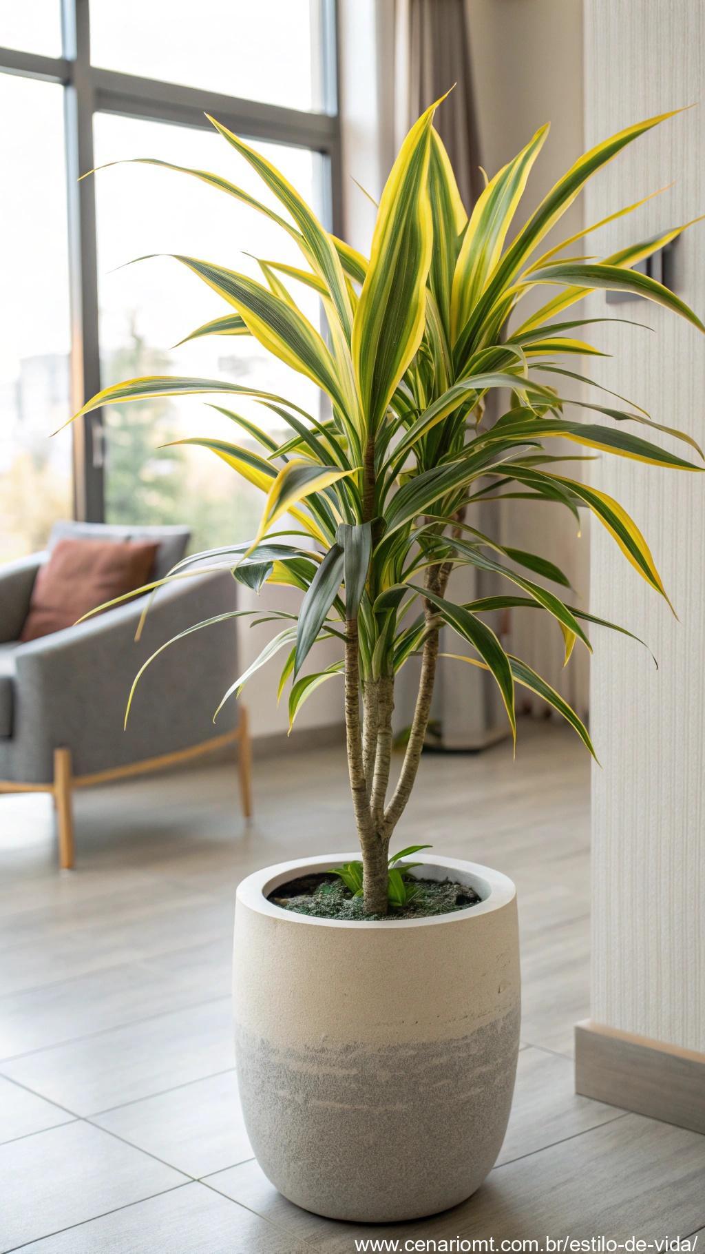 Planta Dracena com folhas longas e finas.