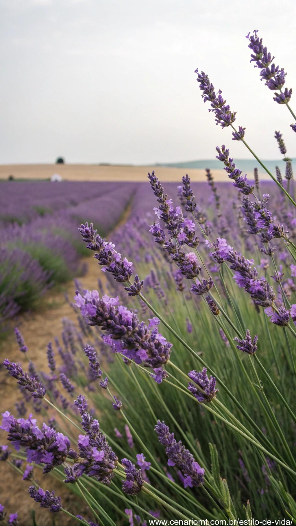 Planta de lavanda com flores roxas e folhas verdes, em um vaso pequeno.