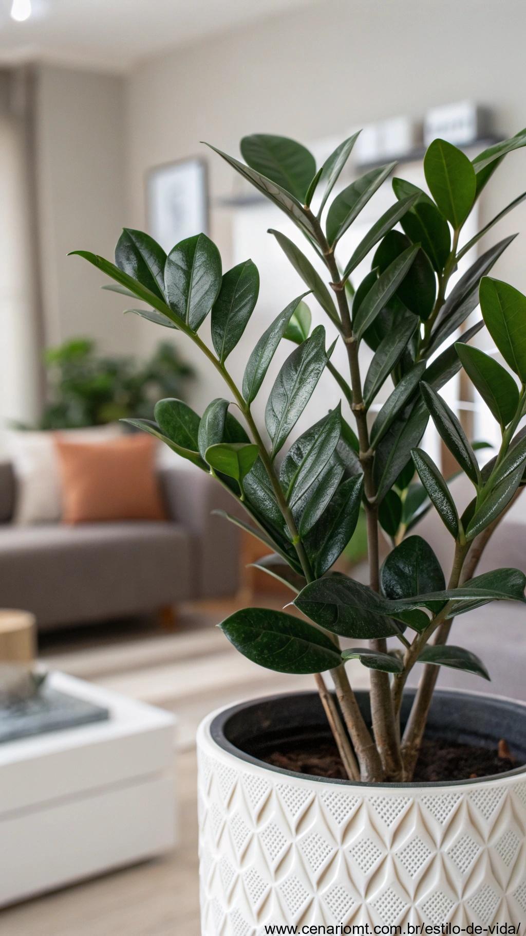 Imagem de uma planta Zamioculca com folhas verdes brilhantes e espessas.