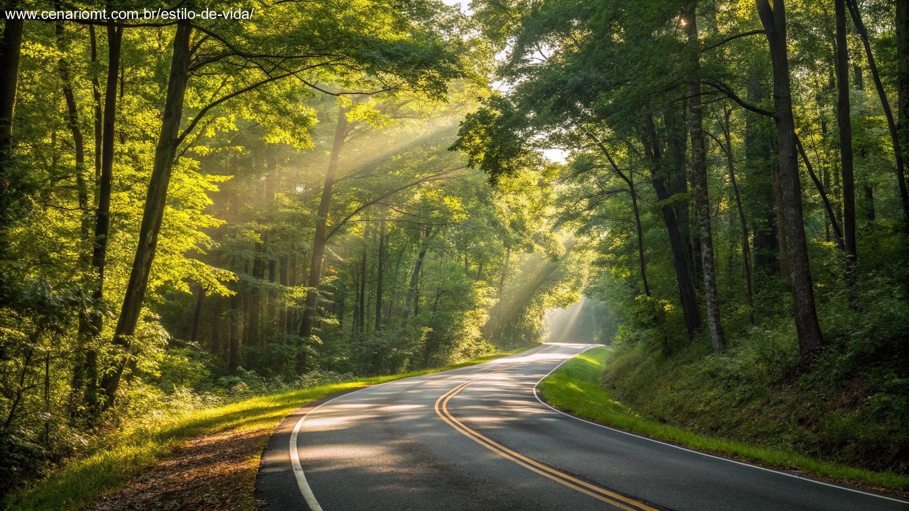 Uma estrada sinuosa através de uma floresta vibrante, com a luz do sol filtrando pelas árvores, simbolizando motivação e seguir em frente em uma quinta-feira.