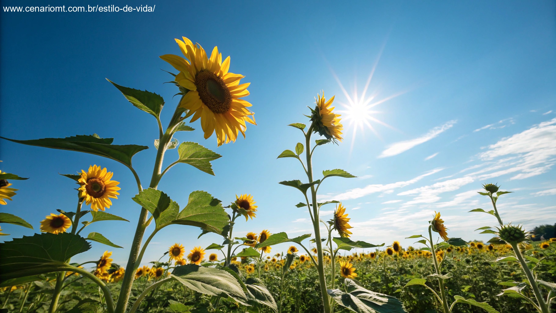 Um campo vibrante de girassóis sob um céu azul brilhante, com o sol brilhando calorosamente, simbolizando positividade e a alegria de compartilhar uma mensagem de bom dia abençoada.