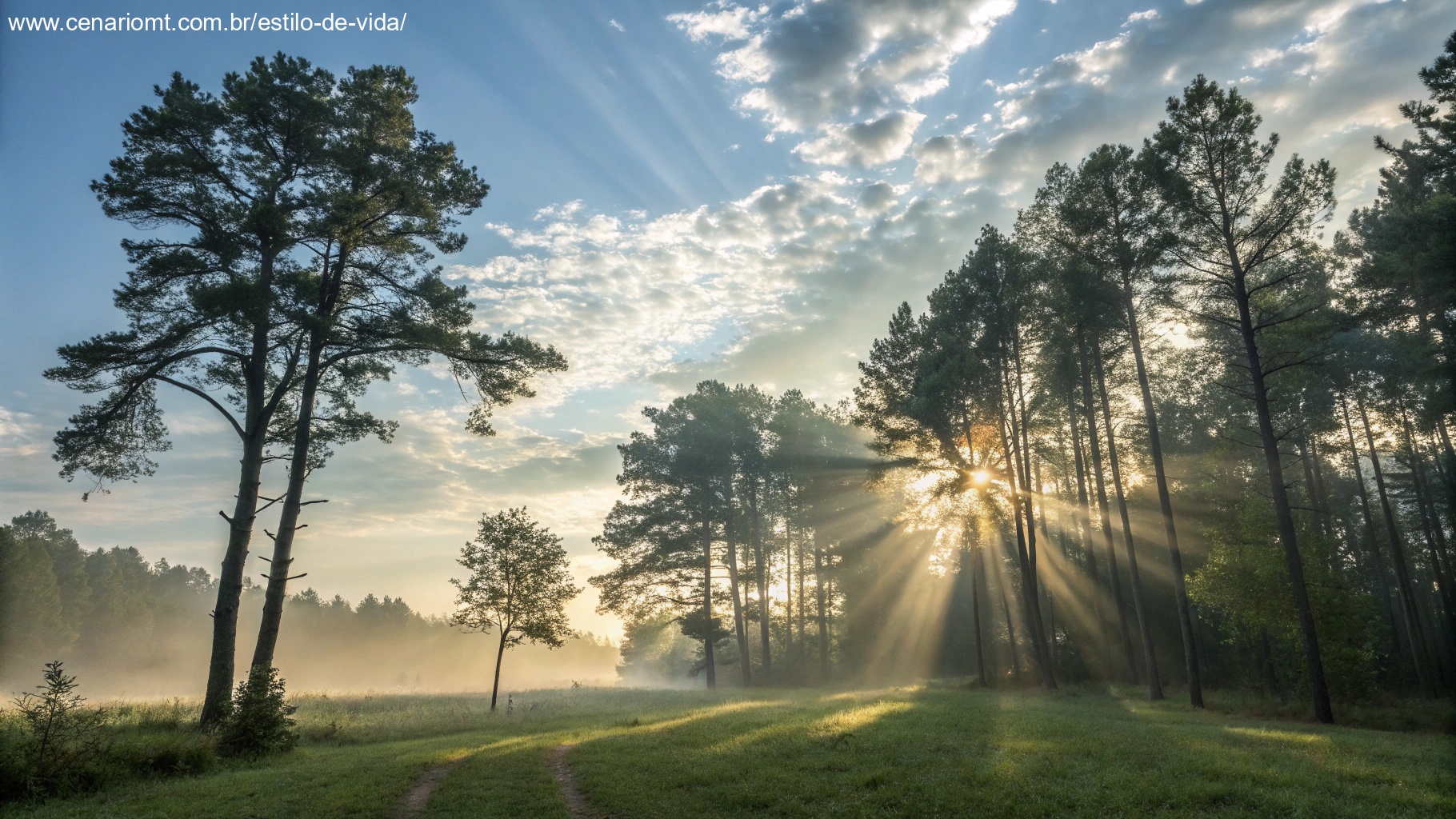 imagem de manhã tranquila com luz solar entre árvores, simbolizando fé e esperança no sábado
