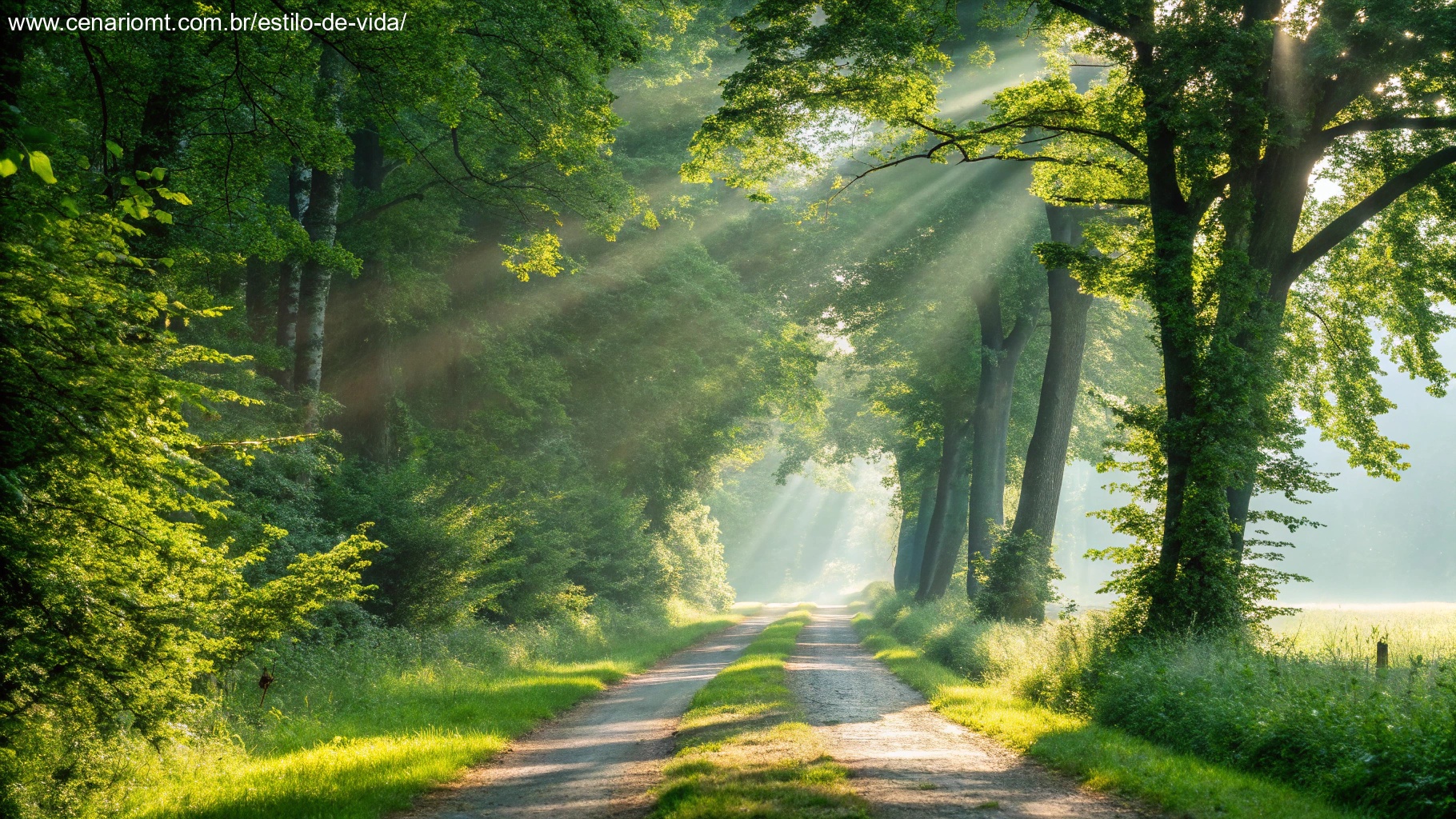Caminho através de uma floresta verdejante com raios de sol atravessando as árvores, simbolizando esperança e novos começos.