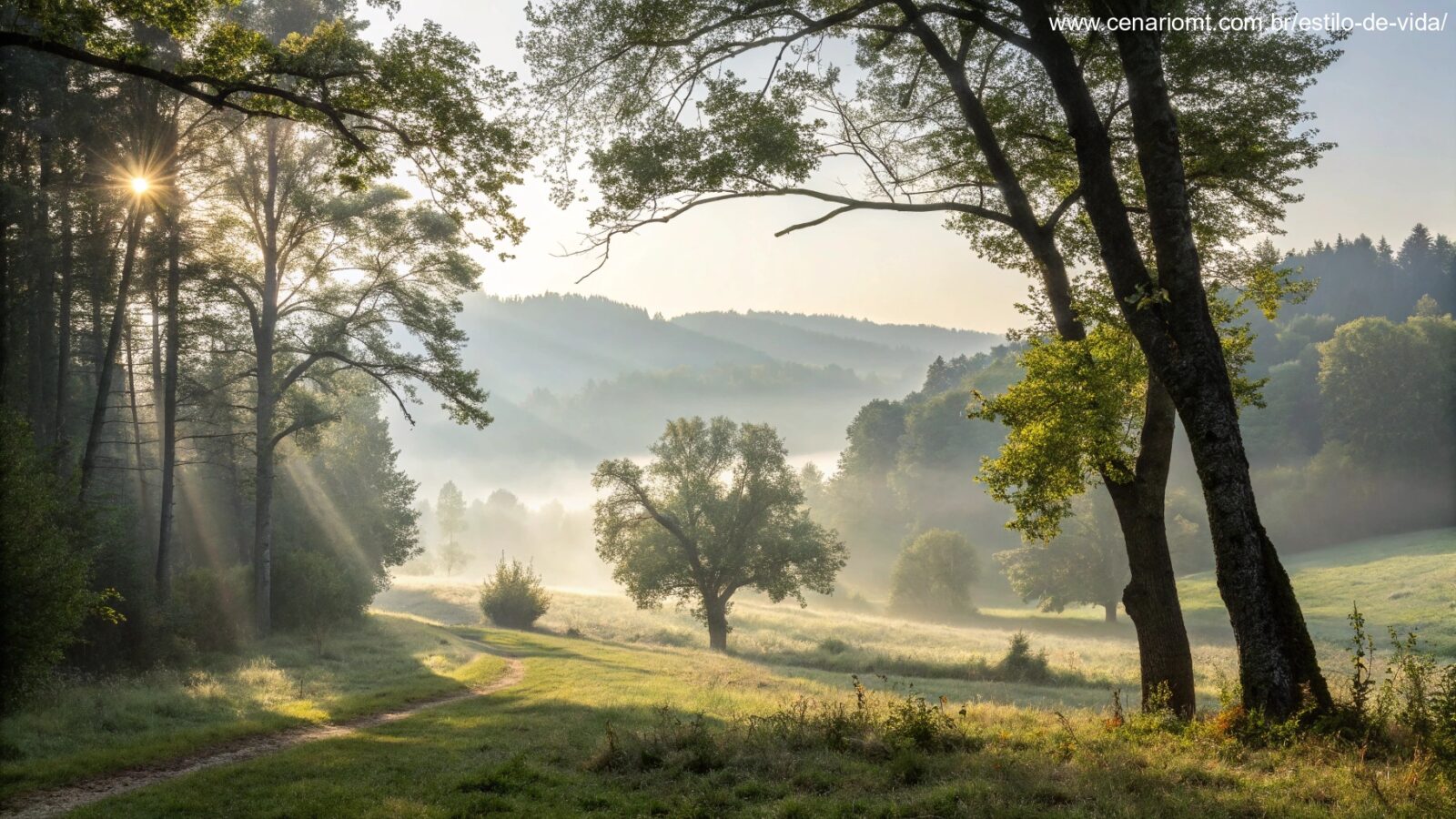 Paisagem serena de manhã com luz suave do sol filtrando pelas árvores, simbolizando um começo de dia pacífico.