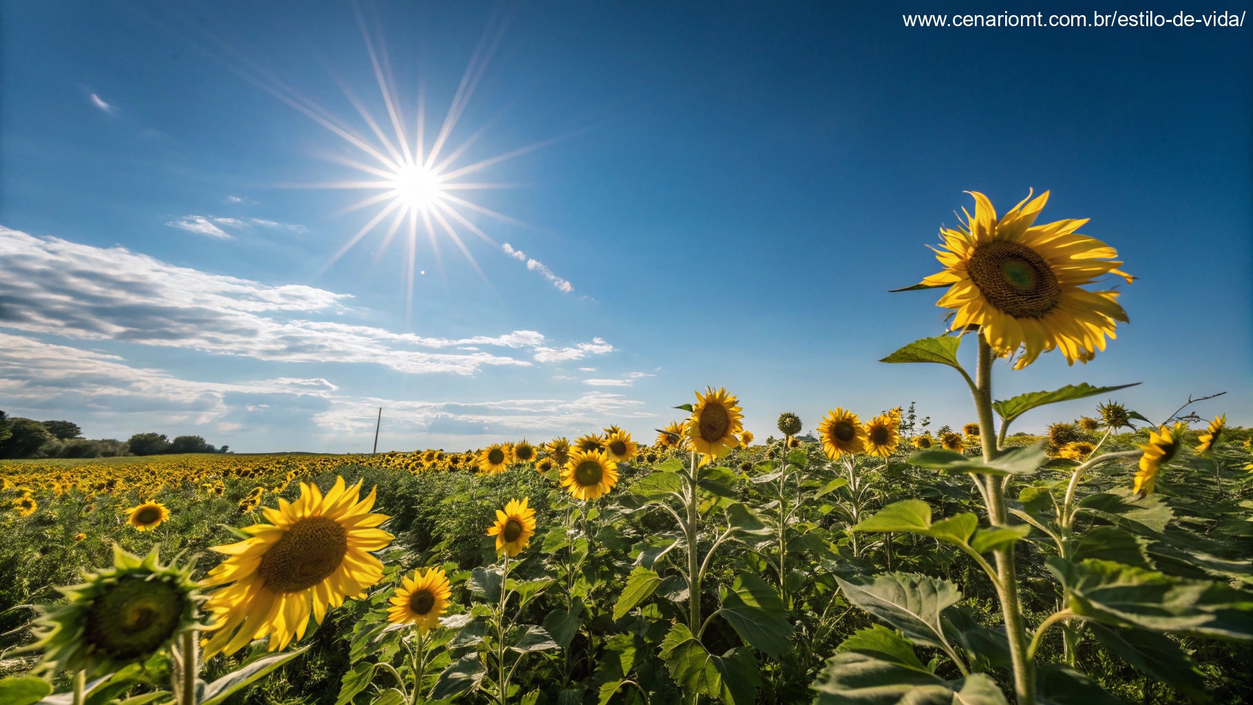 Campo vibrante de girassóis sob um céu azul brilhante, com o sol brilhando intensamente, simbolizando positividade e energia para uma manhã de sexta-feira.