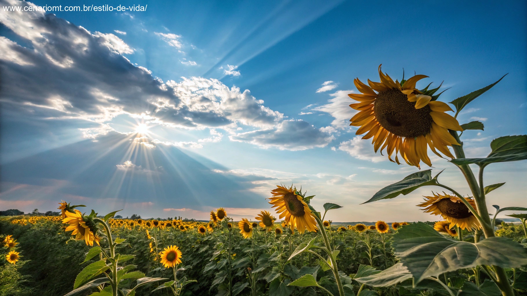 Campo vibrante de girassóis sob um céu azul brilhante, com raios de sol iluminando as flores, representando alegria e positividade para uma manhã de quarta-feira.