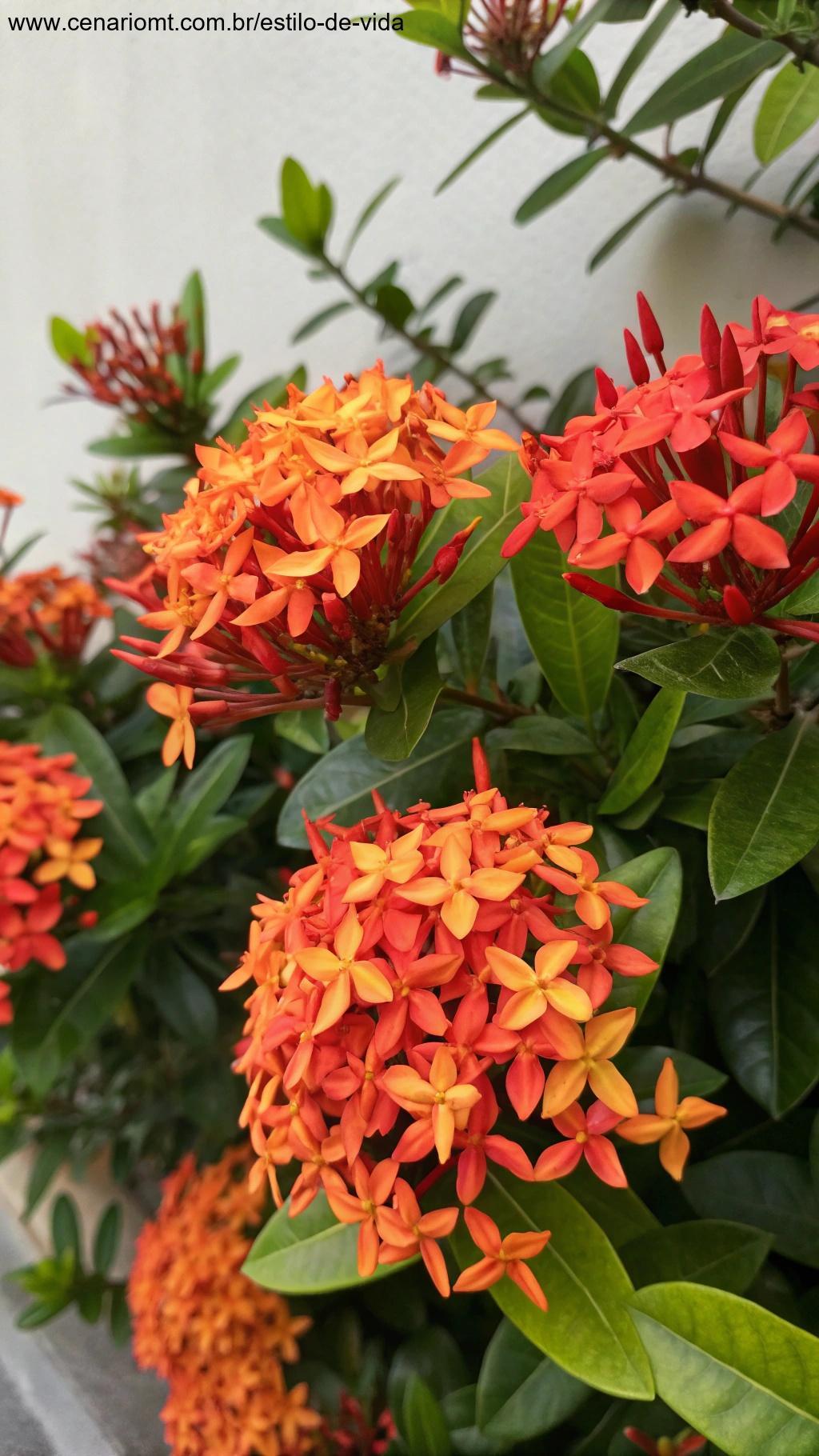 Flores de Ixora em cachos, com flores vermelhas e laranjas brilhantes, criando um contraste vívido com as folhas verdes.