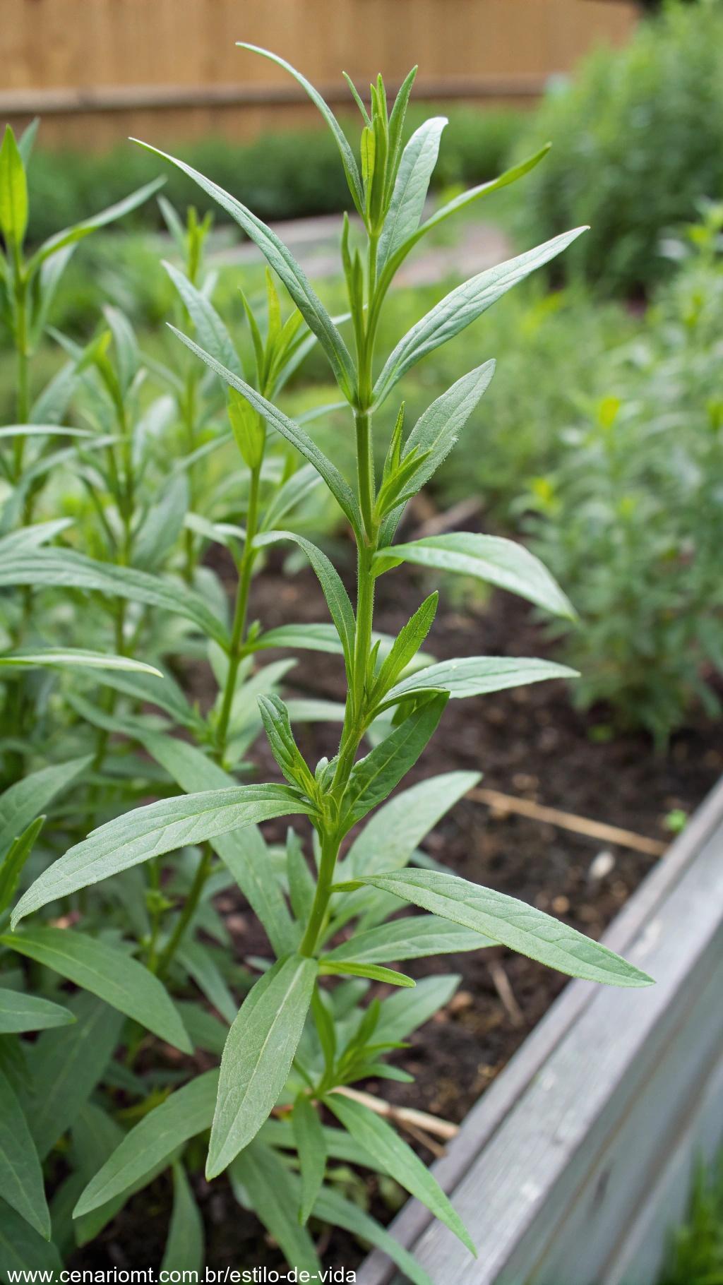 Folhas de estragão crescendo em um caule fino e alto, com formato longo e esguio e cor verde profunda visíveis em um canteiro de jardim.