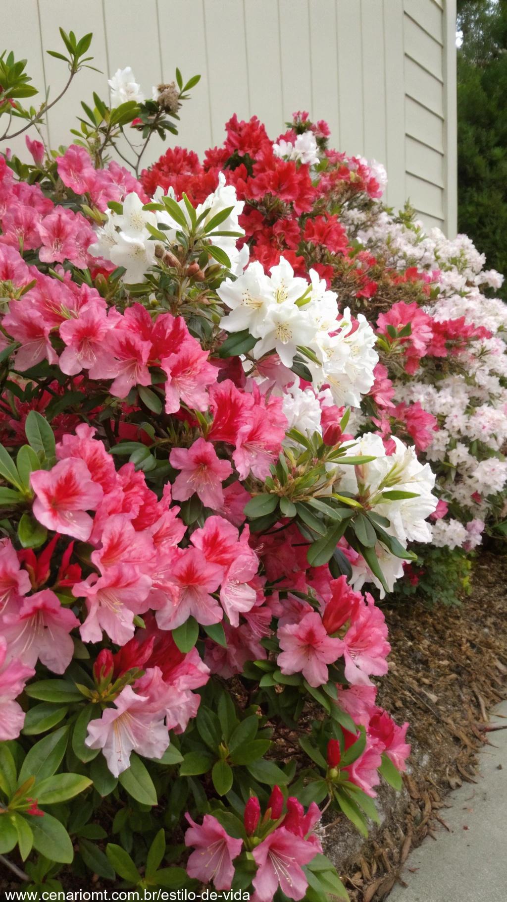 Arbusto de azaleia com cachos de flores coloridas, rosa, vermelho e branco, cobrindo a planta em plena floração.