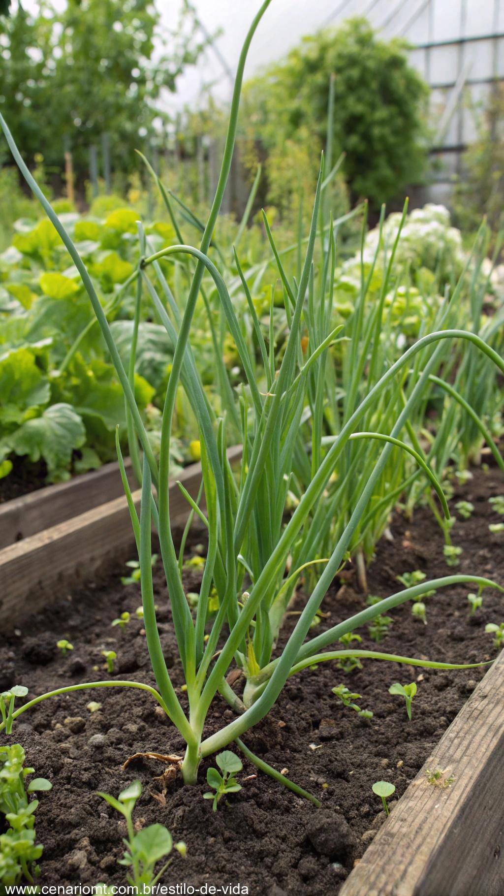 Uma planta de alho com brotos verdes crescendo em uma cama de jardim.
