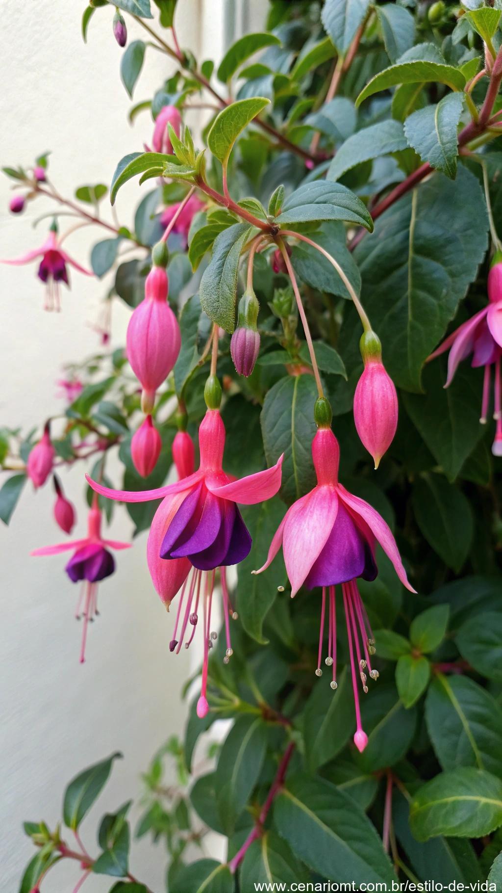 Flor de Fuchsia com suas flores pendentes em tons de rosa e roxo pendendo de um arbusto verde luxuriante.