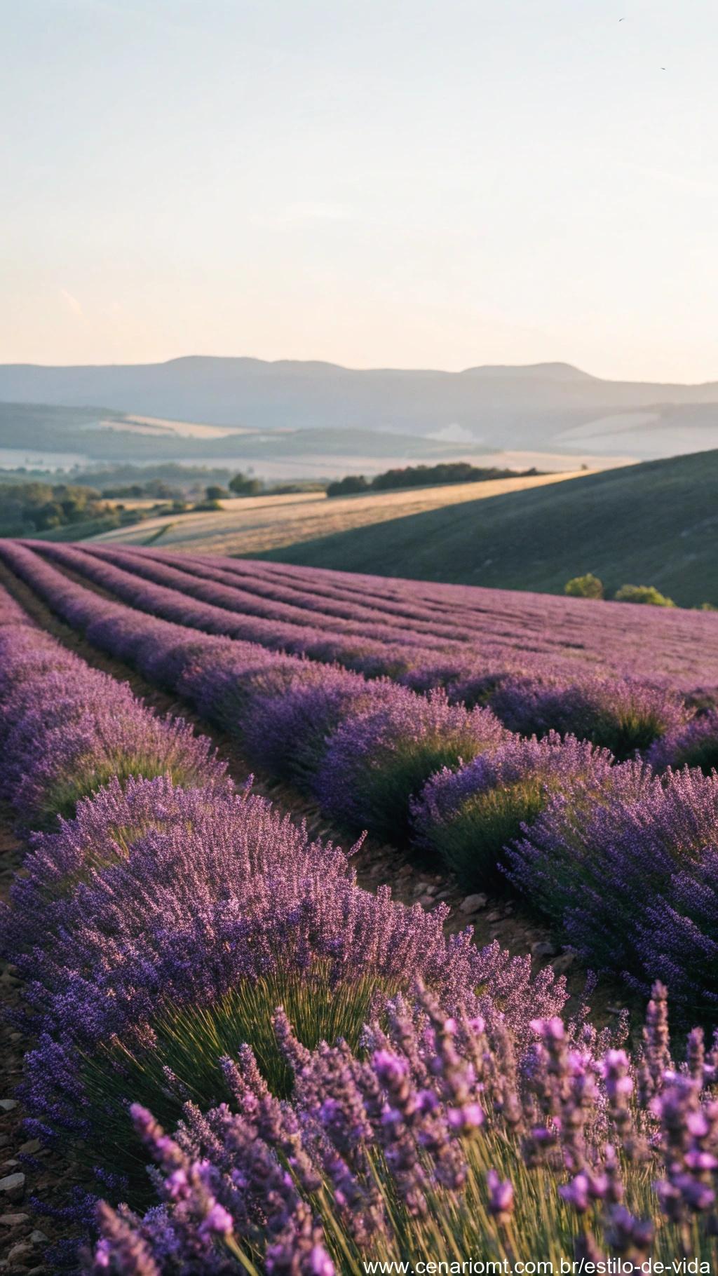 Campo de lavanda com flores roxas ao vento.