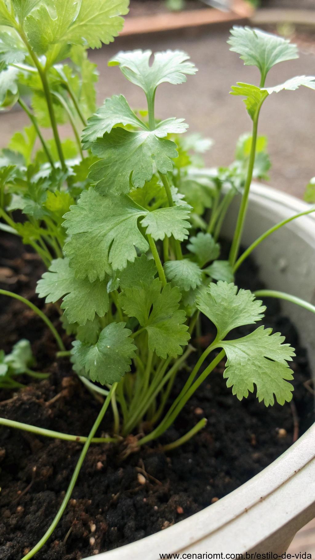 Folhas de coentro, também conhecido como cilantro, crescendo em um vaso, com sua textura delicada contrastando com o solo escuro.