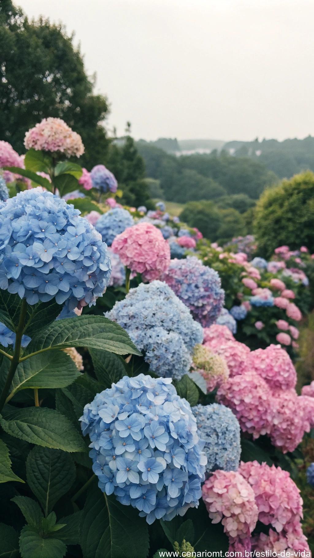 Hortênsias azuis e rosas florescendo em grupos.