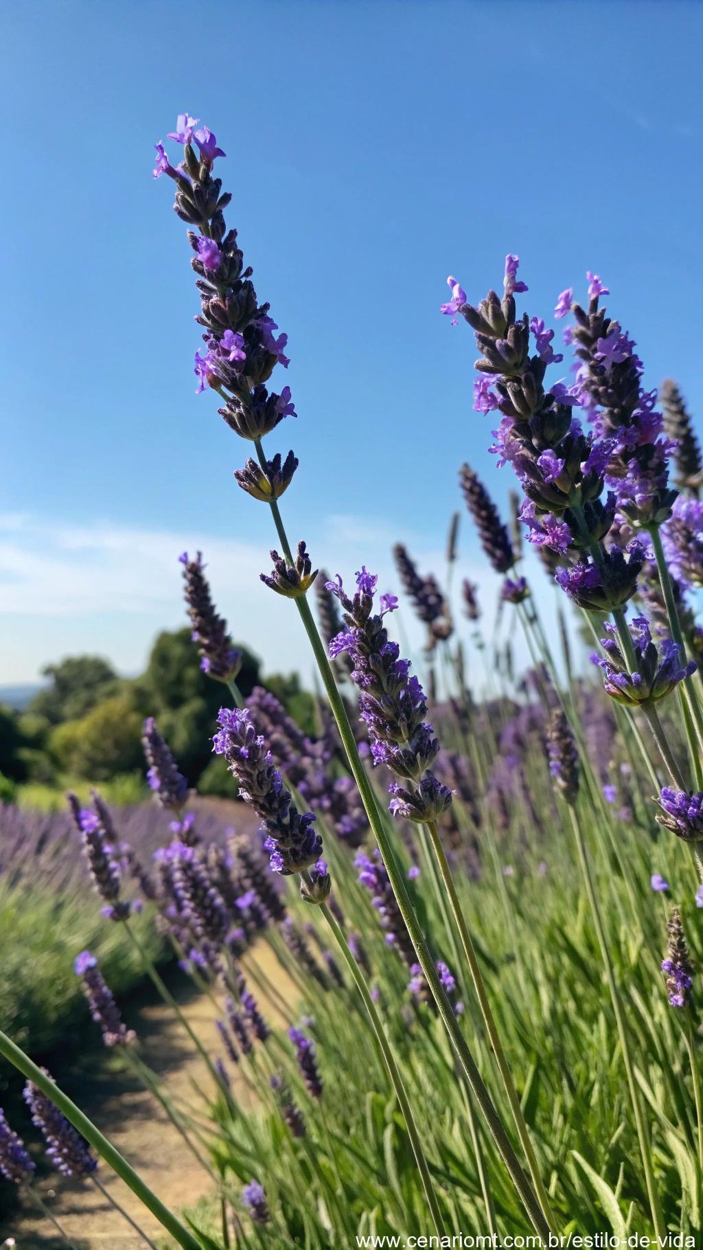 Um campo de flores de lavanda em plena floração, com suas espigas roxas se estendendo até o céu azul claro.