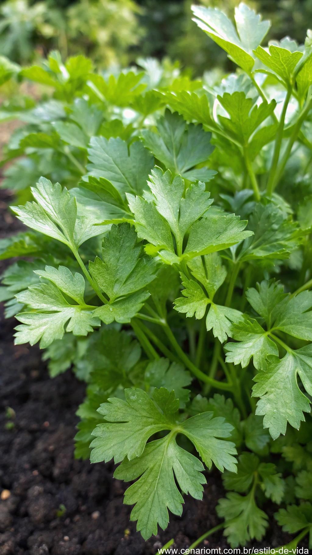 Um molho de salsa crescendo com folhas verdes brilhantes, perfeito para guarnições.
