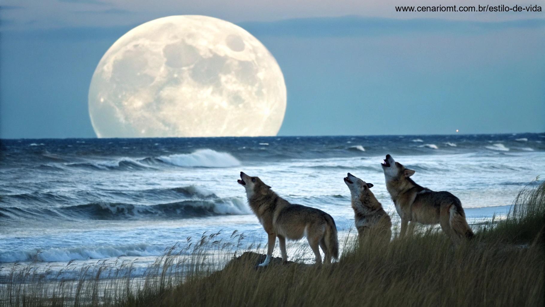 Arte representando a influência da Lua na natureza, incluindo marés, animais e crescimento das plantas.