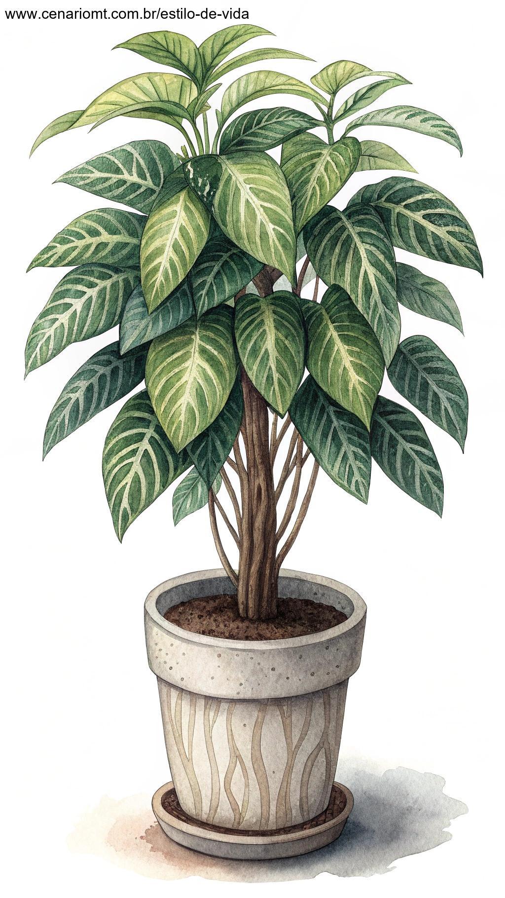 Planta com instruções específicas para o cuidado de sua espécie.