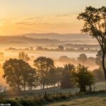 Amanhecer sereno com luz dourada suave entre as árvores, transmitindo tranquilidade e inspiração.