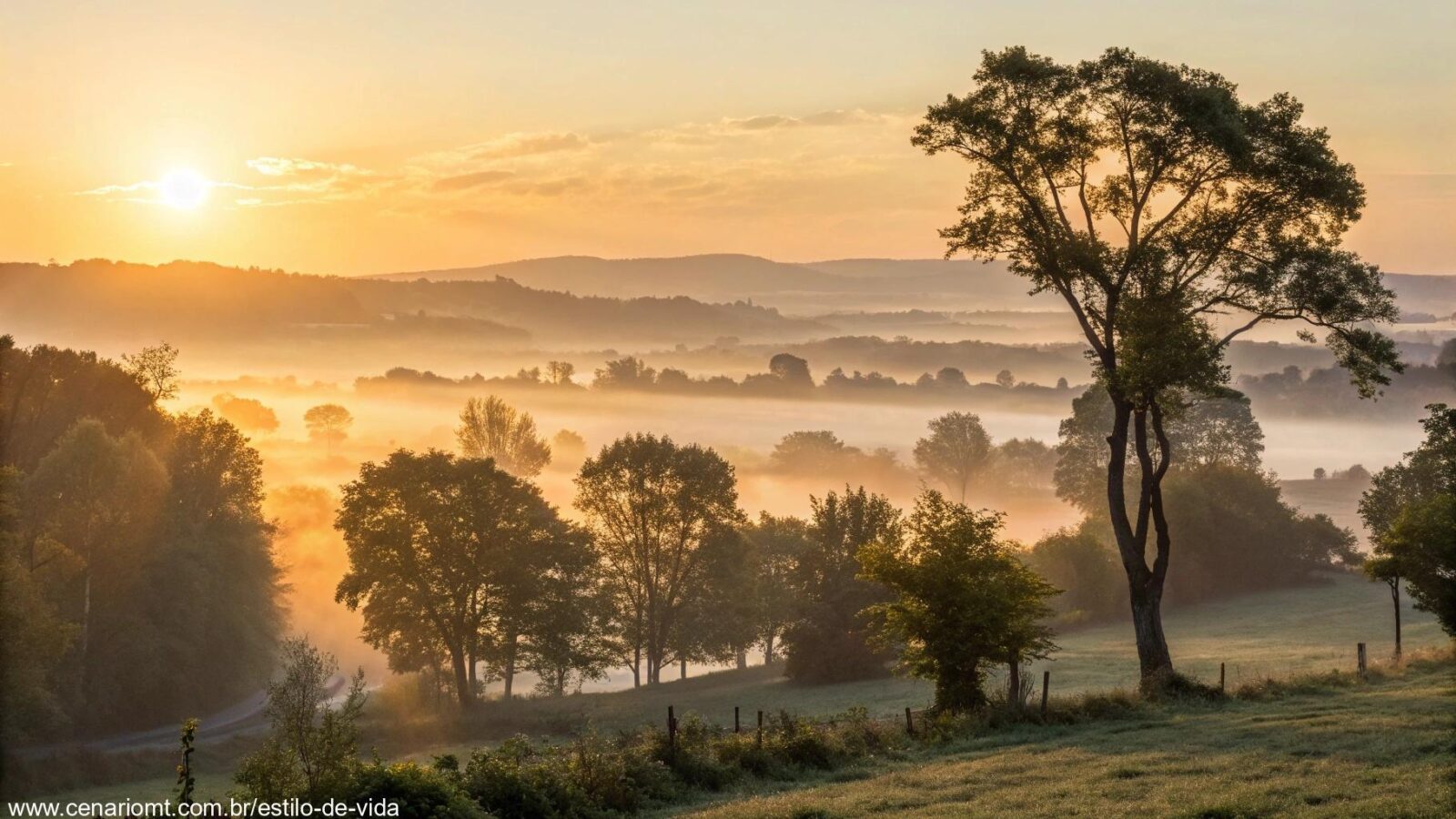 Amanhecer sereno com luz dourada suave entre as árvores, transmitindo tranquilidade e inspiração.